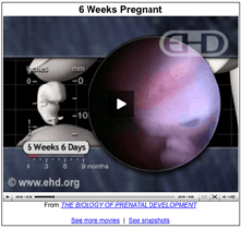 EHD 6 Weeks image